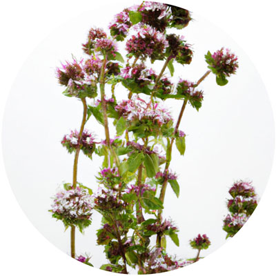 Wild Marjoram // Year-round sustainable flower calendar by House of Thol