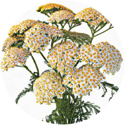 Wild Carrot // Year-round sustainable flower calendar by House of Thol